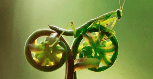 Biomimicry is part of the "sixth wave" of innovation, which includes sustainability and greeen energy