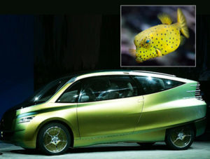 Concept Car and Boxfish