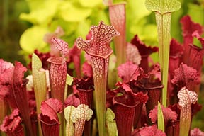 Pitcher Plant